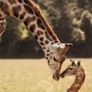 Meet your Posher, Lancethegiraffelover